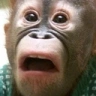 DUDEWTF emote