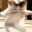 catDanceBooty