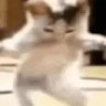 catDanceBooty emote