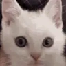 german1861 emote