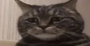 sadCat emote