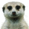 CarmineCostello emote