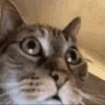 SANECAT emote