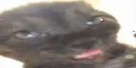 watafak emote