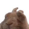 VIBE emote