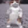 catDance emote