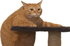 NowWot emote