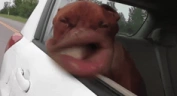 SPEEDERS emote