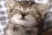 catSleep