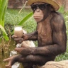 Chillin emote
