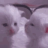 catKISS emote