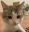 Emote