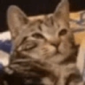 catSquish emote