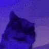 INSANECAT emote