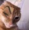 SussyCat emote