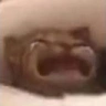 WaaaCat emote