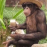 Chillin emote