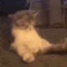 catcock emote