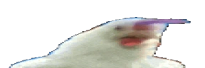 wideChicken emote