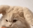 catLICIOUS emote