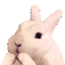KEKWR emote