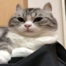 Zaeb emote