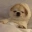 comfyDog