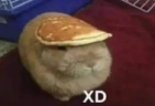 xdd emote
