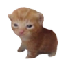 Robert emote