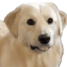 doggoAware emote