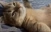 CatChill