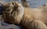 CatChill emote