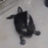 turtleJAM emote