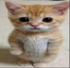 elgato emote