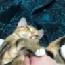 peepoStare emote