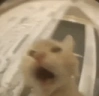 pogpog emote