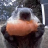 bobr emote