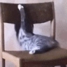 CatDoingSickTricksOnAChair emote