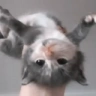 fly emote