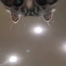 Lurk emote