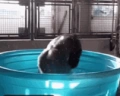 GORILLA emote
