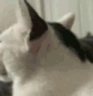 Ayo emote