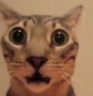 Bro emote