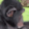 chimpJAM emote
