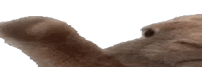 wideVIBE emote
