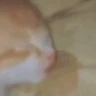 MIMIMIMIMI emote