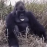 GORILLASOFCRINGE emote