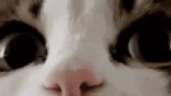 wtf emote