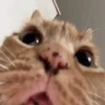 gg emote