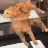 floaters emote